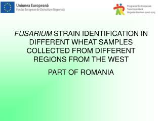 Fusarium graminearum, Fusarium culmorum