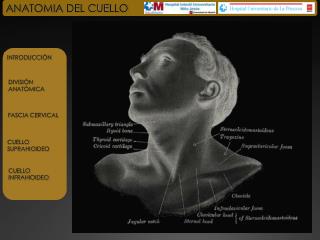 ANATOMIA DEL CUELLO