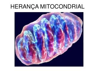 HERANÇA MITOCONDRIAL