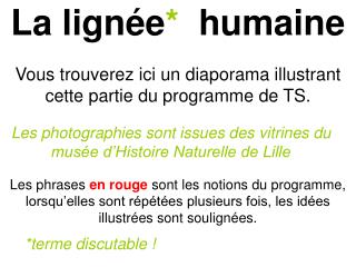 La lignée *   humaine