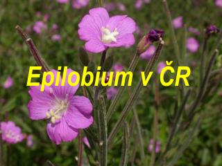 Epilobium v ČR