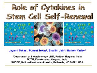 Role of Cytokines in Stem Cell Self-Renewal