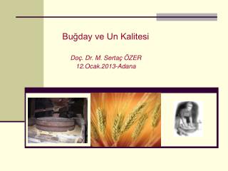 Buğday ve Un Kalitesi Doç. Dr. M. Sertaç ÖZER 12.Ocak.2013-Adana