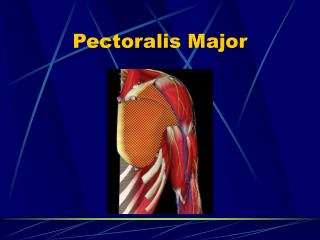 Pectoralis Major