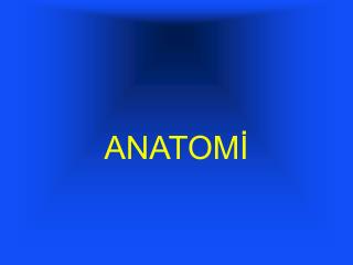 ANATOMİ