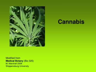 Cannabis