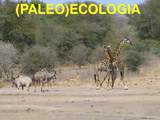 (PALEO)ECOLOGIA