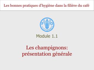 Les champignons: présentation générale