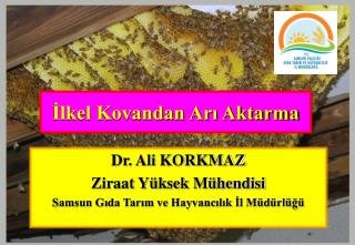 İlkel Kovandan Arı Aktarma