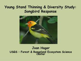 Young Stand Thinning &amp; Diversity Study: Songbird Response