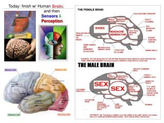 Today: finish w/ Human Brain ; and then Sensors &amp; Perception