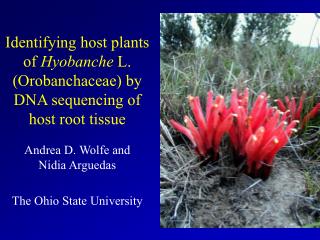 Identifying host plants of Hyobanche L. (Orobanchaceae) by DNA sequencing of host root tissue