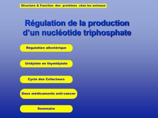 Régulation de la production d’un nucléotide triphosphate