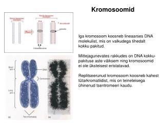 Iga kromosoom koosneb lineaarses DNA molekulist, mis on valkudega tihedalt kokku pakitud.