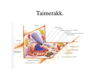 Taimerakk.