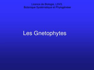 Les Gnetophytes