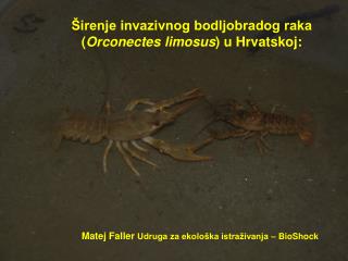 Širenje invazivnog bodljobradog raka ( Orconectes limosus ) u Hrvatskoj :