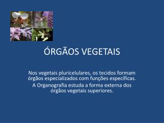 ÓRGÃOS VEGETAIS