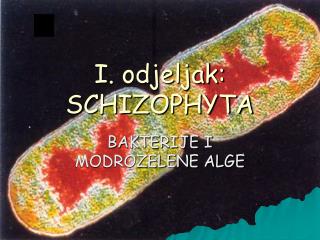 I. odjeljak: SCHIZOPHYTA