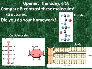 Opener : Thursday, 9/23 Compare &amp; contrast these molecules’ structures: Did you do your homework?