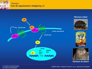 Biologie Voie de signalisation Hedgehog (1)
