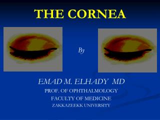 THE CORNEA