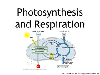 Photosynthesis and Respiration