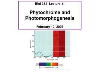 Biol 352 Lecture 11 Phytochrome and Photomorphogenesis February 12, 2007