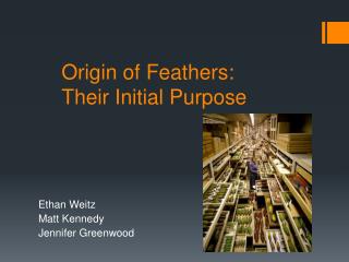 Origin of Feathers: Their Initial Purpose