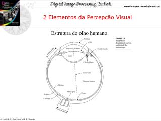 2 Elementos da Percepção Visual