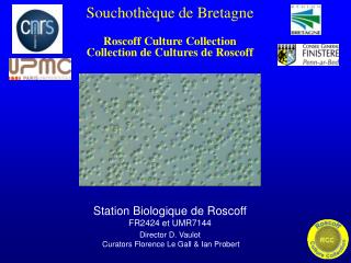 Souchothèque de Bretagne Roscoff Culture Collection Collection de Cultures de Roscoff