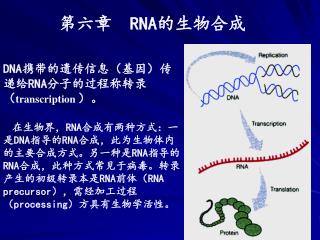 第六章 RNA 的生物合成