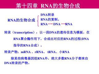 第十四章 RNA 的生物合成