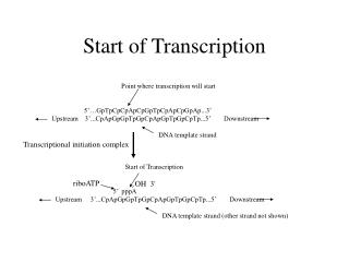 Start of Transcription