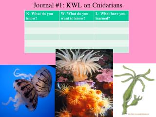 Journal #1: KWL on Cnidarians