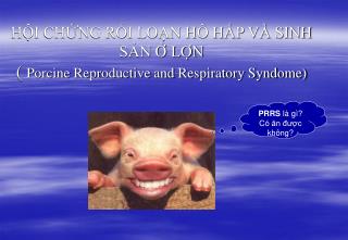 HỘI CHỨNG RỐI LOẠN HÔ HẤP VÀ SINH SẢN Ở LỢN ( Porcine Reproductive and Respiratory Syndome)