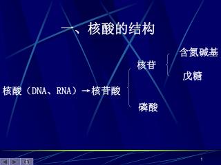 核酸（ DNA、RNA）→ 核苷酸