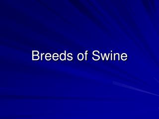 Breeds of Swine