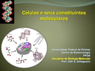 Universidade Federal de Pelotas Centro de Biotecnologia PPGB Disciplina de Biologia Molecular