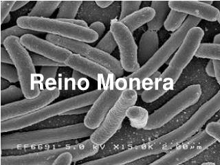 Reino Monera