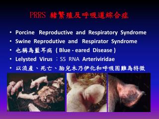 PRRS 豬繁殖及呼吸道綜合症