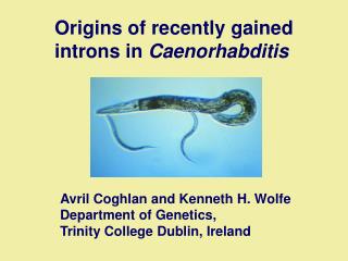 Origins of recently gained introns in Caenorhabditis
