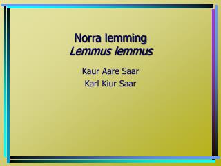 Norra lemming Lemmus lemmus