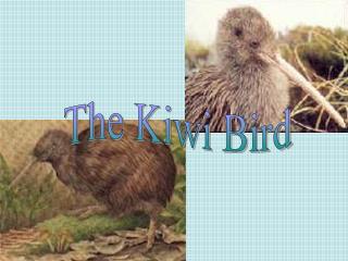 The Kiwi Bird