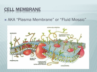 Cell Membrane