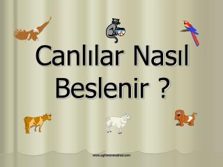 Canlılar Nasıl Beslenir ?