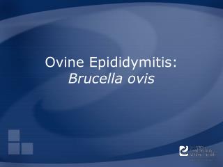 Ovine Epididymitis: Brucella ovis