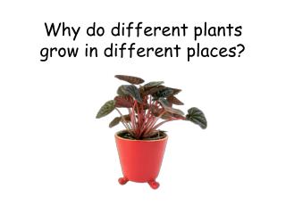 Why do different plants grow in different places?