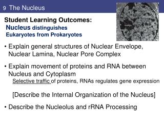 9 The Nucleus