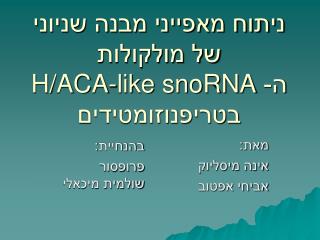 ניתוח מאפייני מבנה שניוני של מולקולות ה- H/ACA-like snoRNA בטריפנוזומטידים